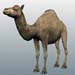 animal_camel_1