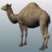 animal_camel_2