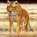 animal_tiger_1